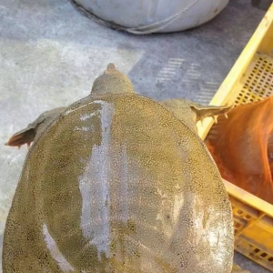 �B(y��ng)ֳ65��ļ��~������_90g�����ЬF(xi��n)ţ�ˣ�