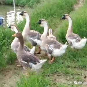 ���K�B(y��ng)����͵��ǧ����Z�~(y��)���~(y��)��Ҫ�@�ӷ�͵