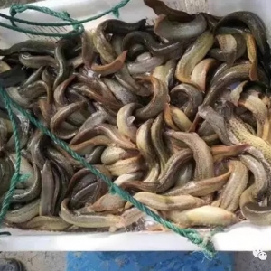 ������1-3�f�����q�B(y��ng)ֳ�M�볬���ܶȕr��